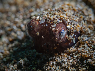 Common bobtail squid (Sepietta oweniana)