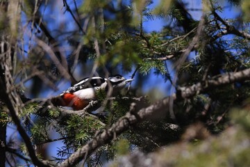 woodpecker on tree