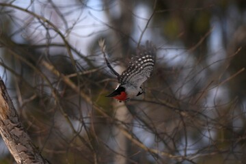 bird in flight