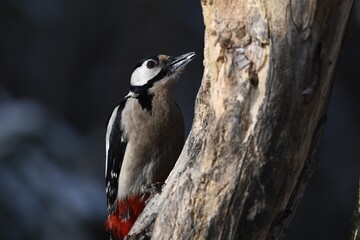 great spotted woodpecker on tree
