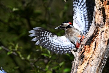 woodpecker on tree