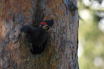 woodpecker on tree