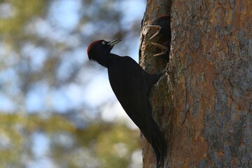 woodpecker on tree
