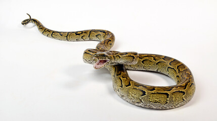 African rock python // Nördlicher Felsenpython (Python sebae)