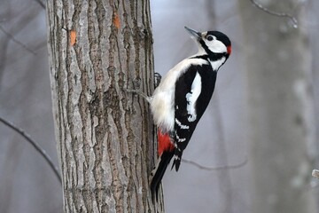 woodpecker on tree