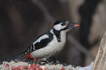 woodpecker on branch
