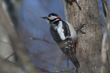 woodpecker on tree