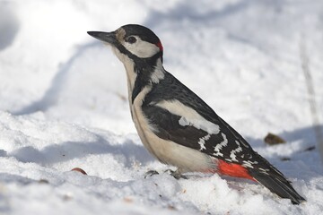 great spotted woodpecker