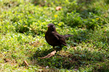 Blackbird walking on the grass in  park