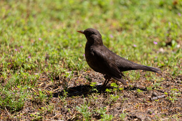 Blackbird walking on the grass in  park