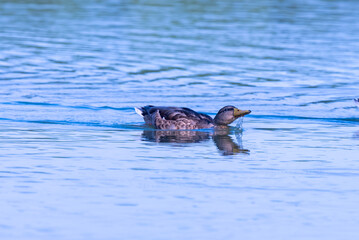 Fototapeta premium The duck is drinking while swimming.