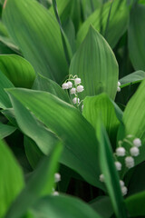 White lily of valley on green background