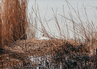 White swan sits on  nest of dry reeds