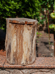 Fototapeta premium Round stump stands on granite slab close-up