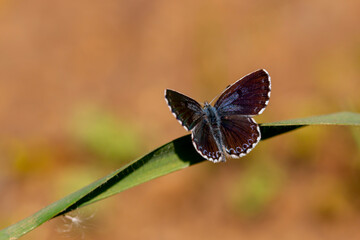a wonderful little butterfly with black dots,Checkered Blue, Scolitantides orion