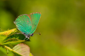 Callophrys rubi, tiny butterfly with a wonderful green color