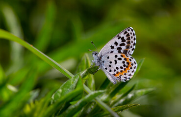 Obraz premium a wonderful little butterfly with black dots,Checkered Blue, Scolitantides orion