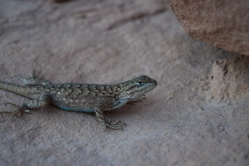 Desert Lizard