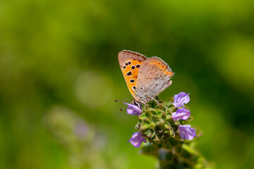 little red butterfly on green leaf,  Lycaena phlaeas
