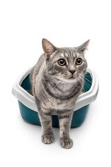Grey cat in plastic litter box. Isolated on white. - 480684180