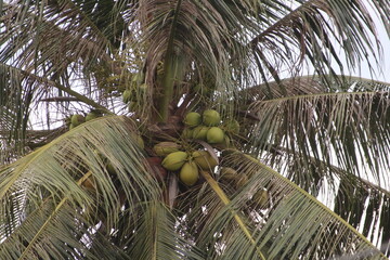 Closeup focus coconut tree outdoor in the forest