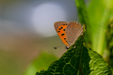 little red butterfly on green leaf,  Lycaena phlaeas
