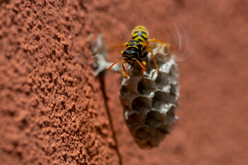 a bee hovering on a small honeycomb