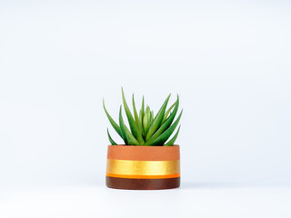 Green succulent or aloe vera plant in terra cotta pot isolated on white background. The modern terracotta plant pot, the round shape is painted with gold, orange, and brown color bars.