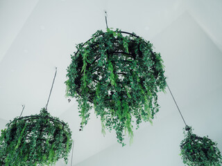 Green leaves hanging decorated on the chandelier from the white ceiling in the white room. Hanging...