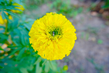 Marigolds on a tree, top view.