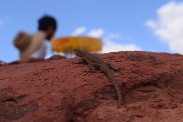 Red Rock Desert Disc Golfing Basket