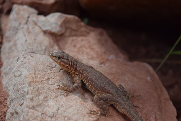 Lizard Red Rock Desert