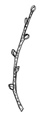 Fototapeta premium Linden branch with buds, hand drawing