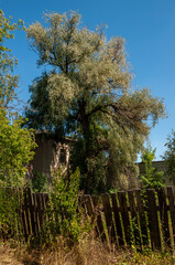 Big tree with green leaves on the background of light blue sky. Warm summer. Old house with an old wood fence