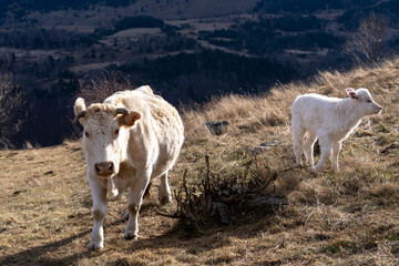 cows in the snow mountains