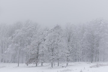 Trees in snowy scene with mist in background. Field with fence poles in foreground.