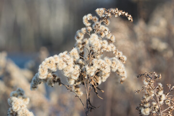 fluffy flowers of Goldenrod, Solidago canadensis closeup selective focus