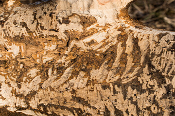 tree trunk gnawed by bears selective focus