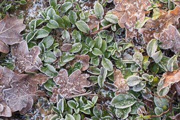 frozen leaves with rime background