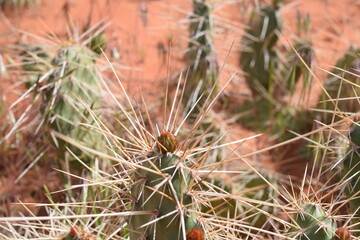 Naklejka na ściany i meble Red Desert Cactus 