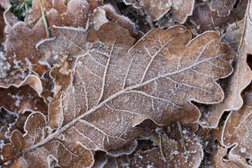 oak leaf covered with hoarfrost closeup