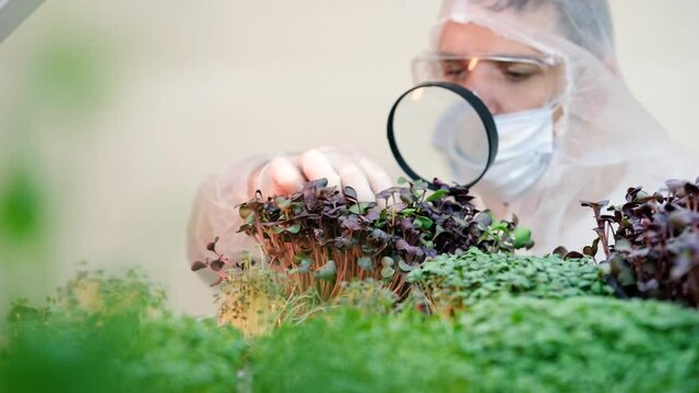 A scientist looks at the leaves of a microgreen under a magnifying glass close-up. Healthy food concept.