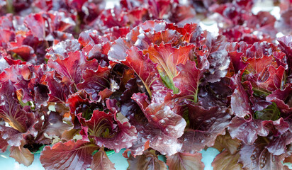 Closed up red lettuce vegetable in hydroponic farm ready for harvesting and cooking. Concept of clean and healthy food ingredient