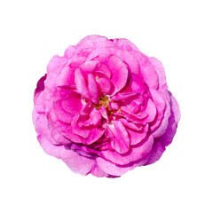 A beautiful fresh dark pink rose flower isolated on white background with clipping path