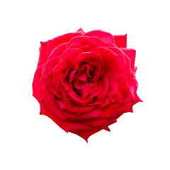 A beautiful fresh dark red rose flower isolated on white background with clipping path