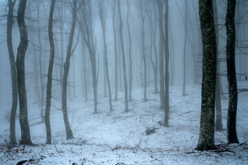 Beech forest in Crimean mountains, Russia. January, snow, fog 