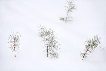 Young shoots of pines, Christmas trees. Little firs in winter forest