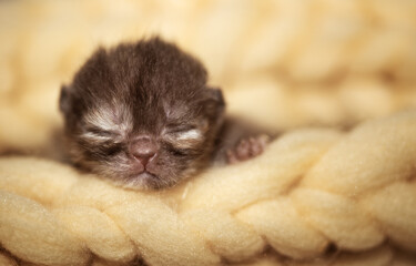 Britisch Kurzhaar Kitten edel und imposant Odd eyed