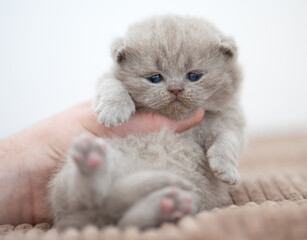 Britisch Kurzhaar Kitten edel und imposant Odd eyed