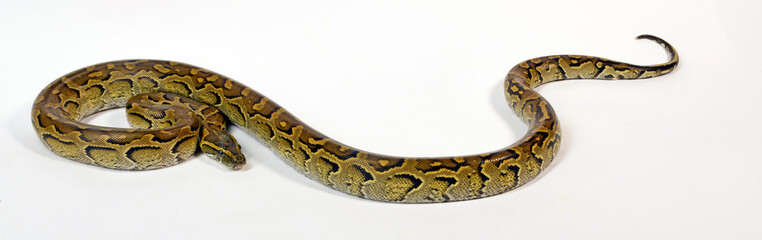 Nördlicher Felsenpython // African rock python (Python sebae)